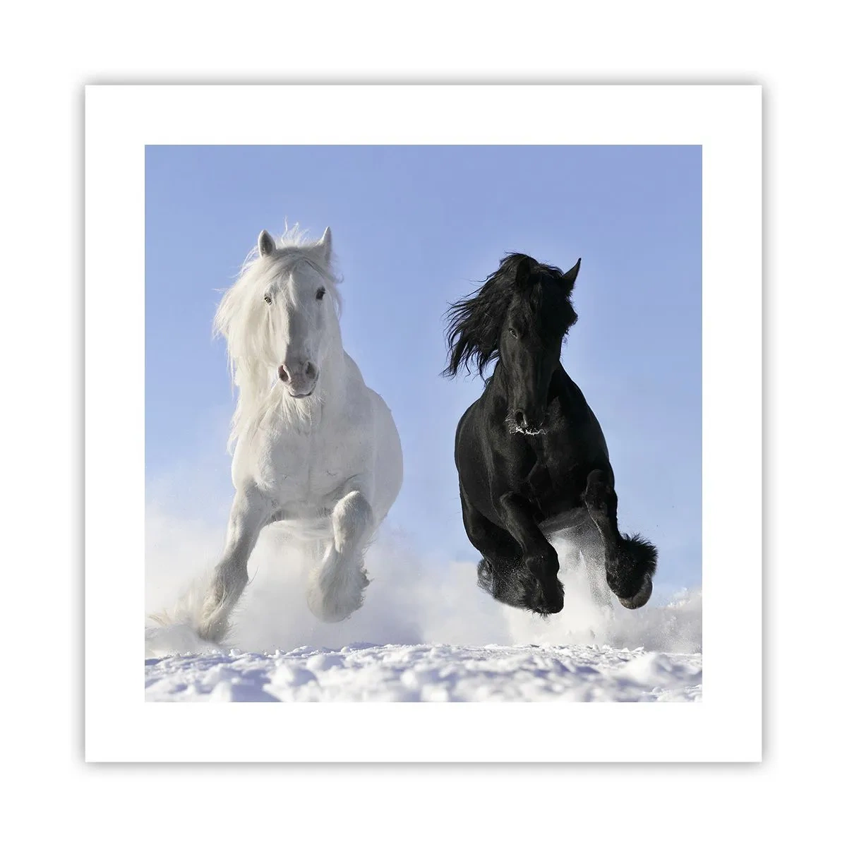 Poster - Zwart-wit galop - 40x40 cm