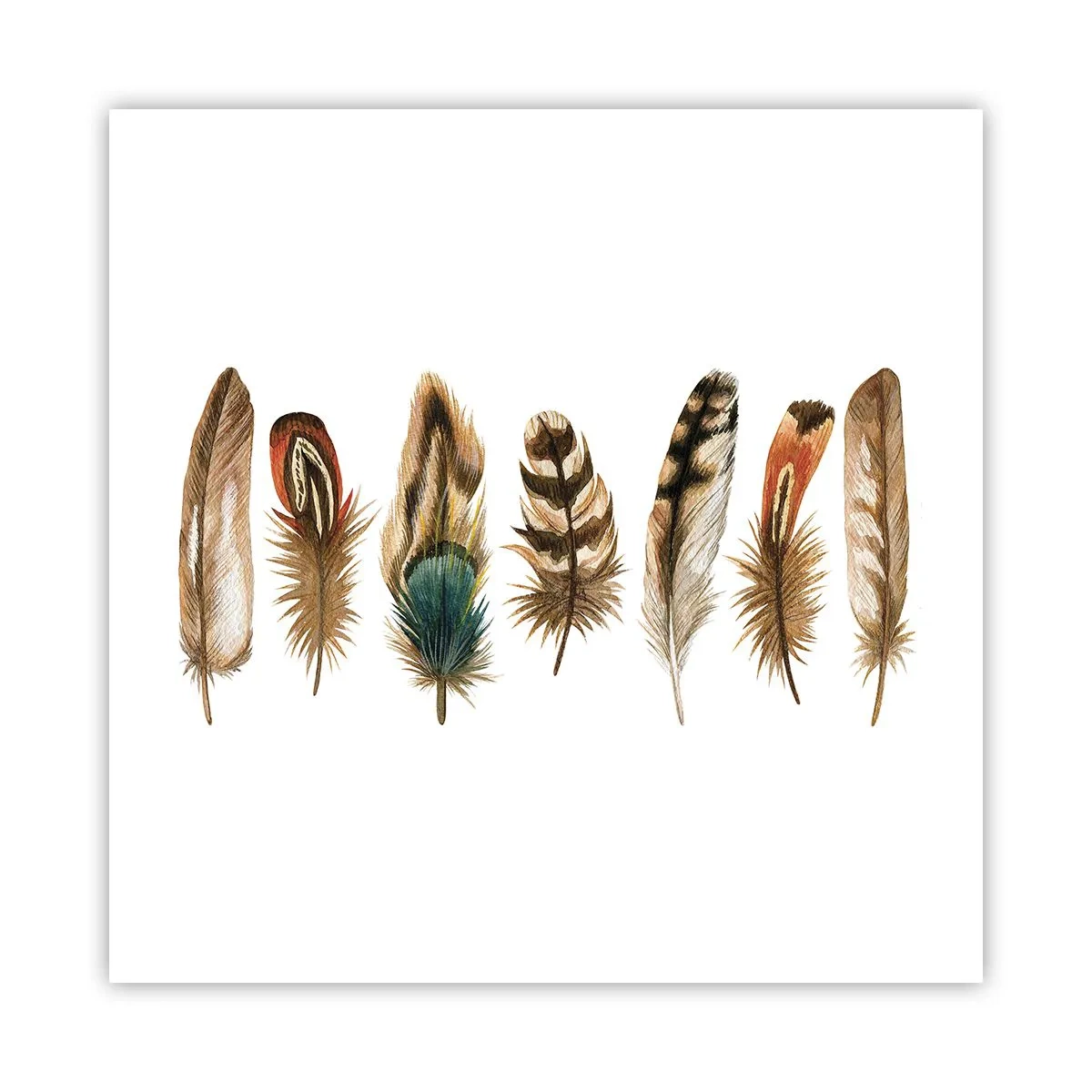 Poster - Een gevederde variatie - 50x50 cm