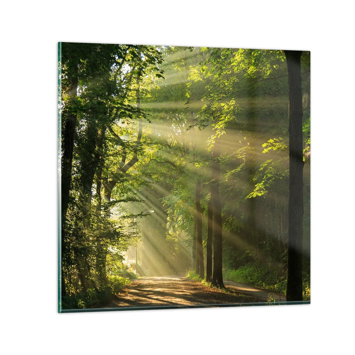 Schilderen op glas - Bosmoment - 60x60 cm
