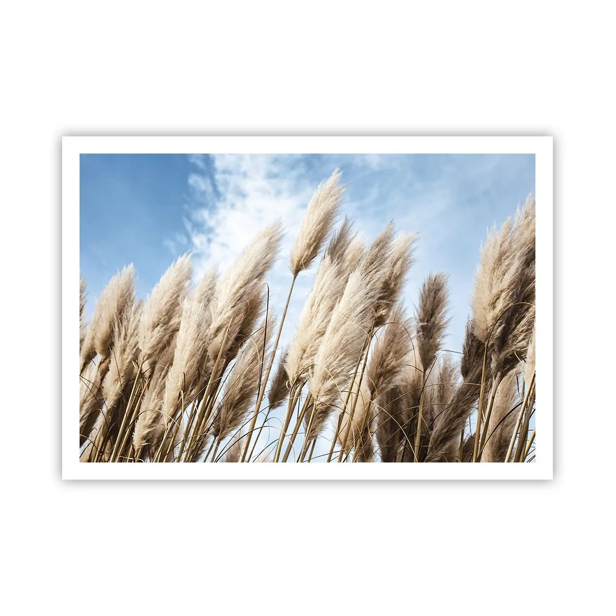 Poster - Zonnige en winderige streling - 100x70 cm