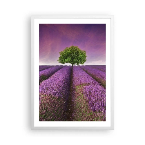 Poster in een witte lijst - Op lavendelvelden - 50x70 cm