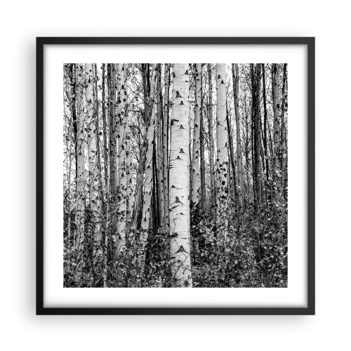 Poster in een zwarte lijst - Berken colonnade - 50x50 cm