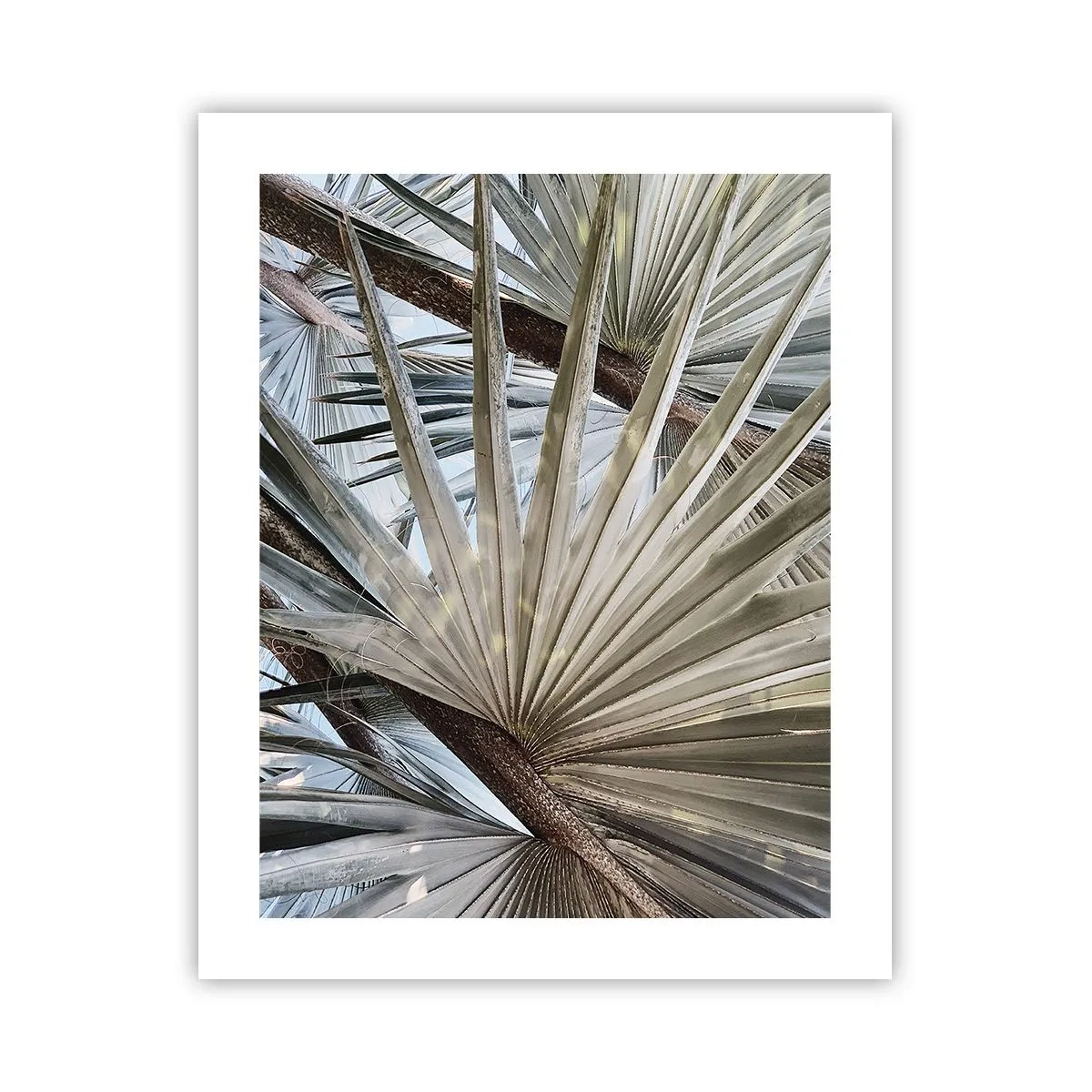 Poster - Fans in de tropen - 40x50 cm