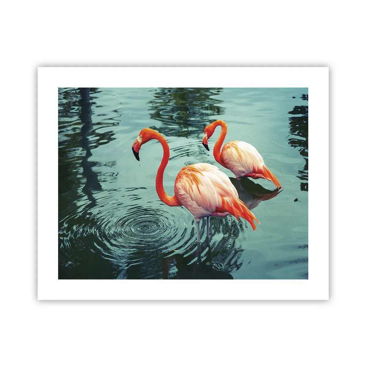 Poster - We zijn nu in de mode - 50x40 cm