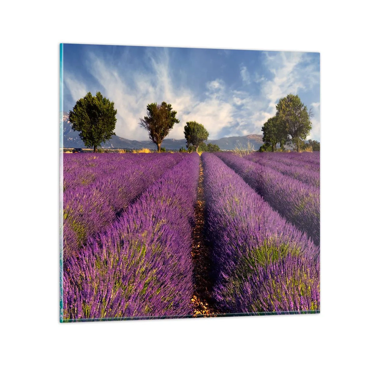 Schilderen op glas - Lavendel velden - 70x70 cm