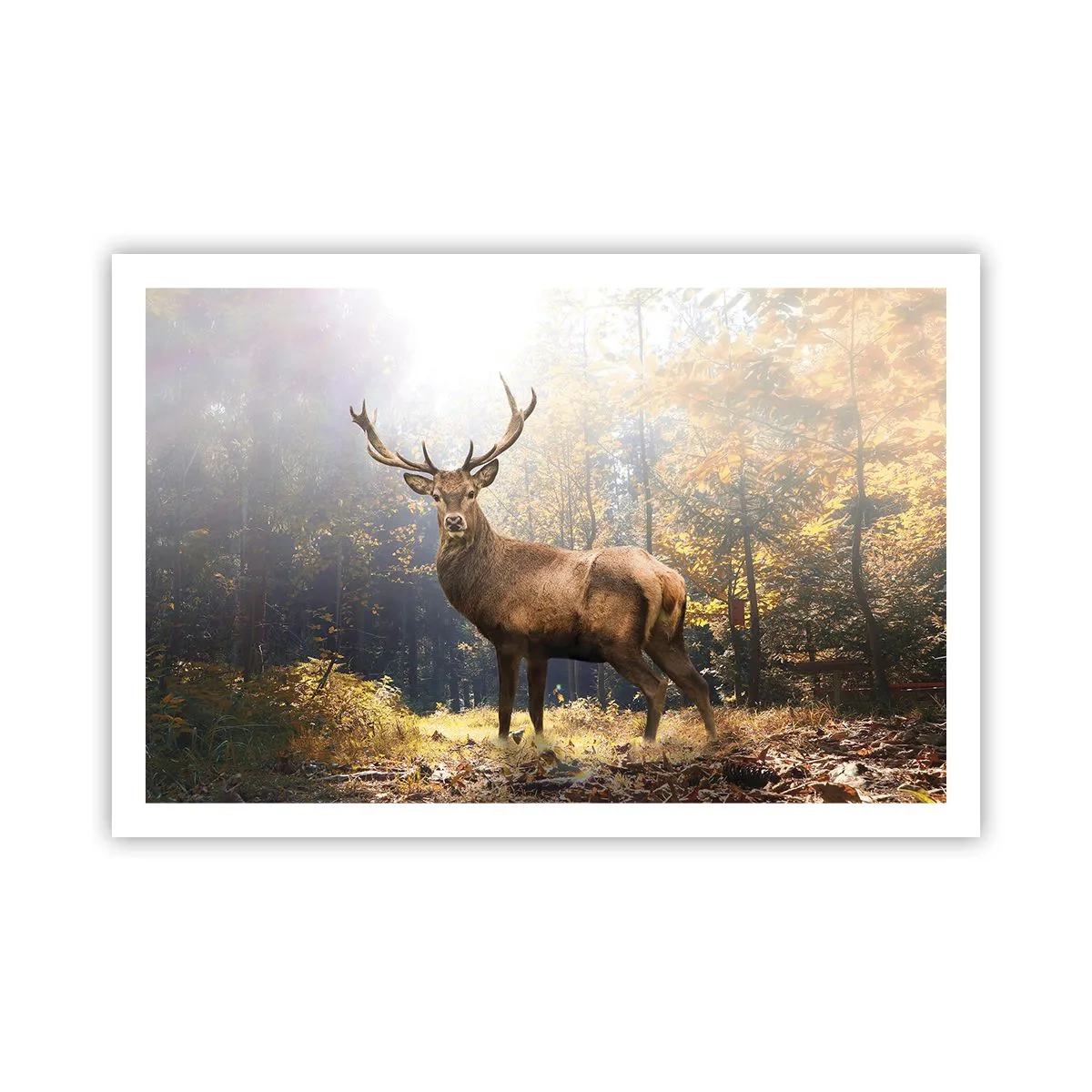 Poster - In volle majesteit - 91x61 cm