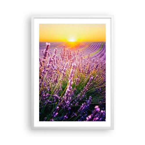 Poster in een witte lijst - Geurige korenvelden - 50x70 cm