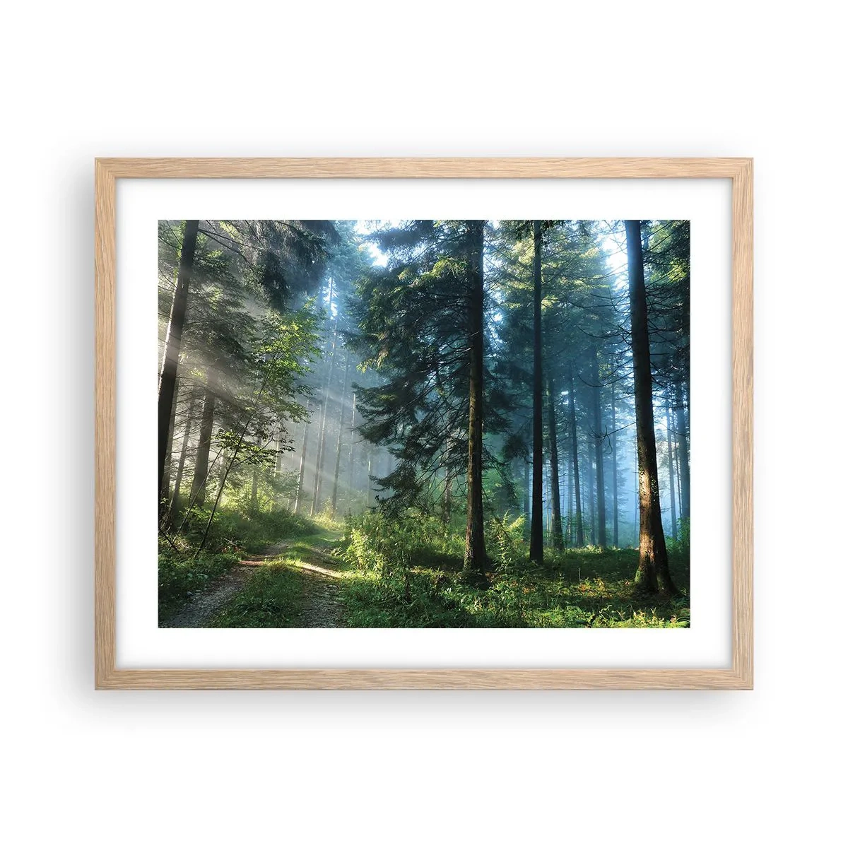 Een poster in een licht eiken lijst - Stralend in de ochtend - 50x40 cm