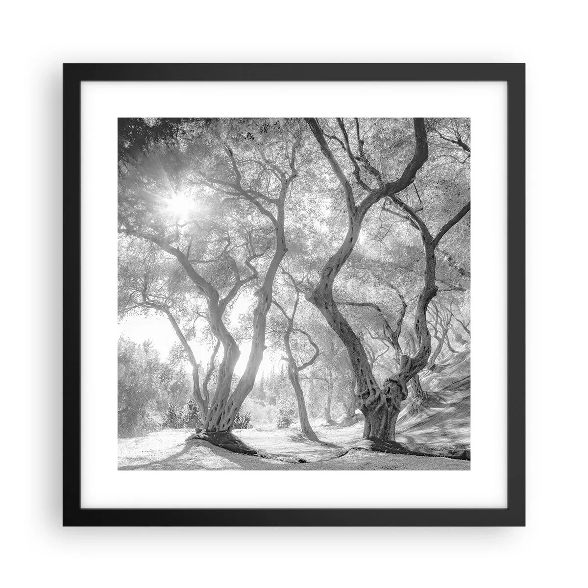 Poster in een zwarte lijst - In de olijfboomgaard - 40x40 cm