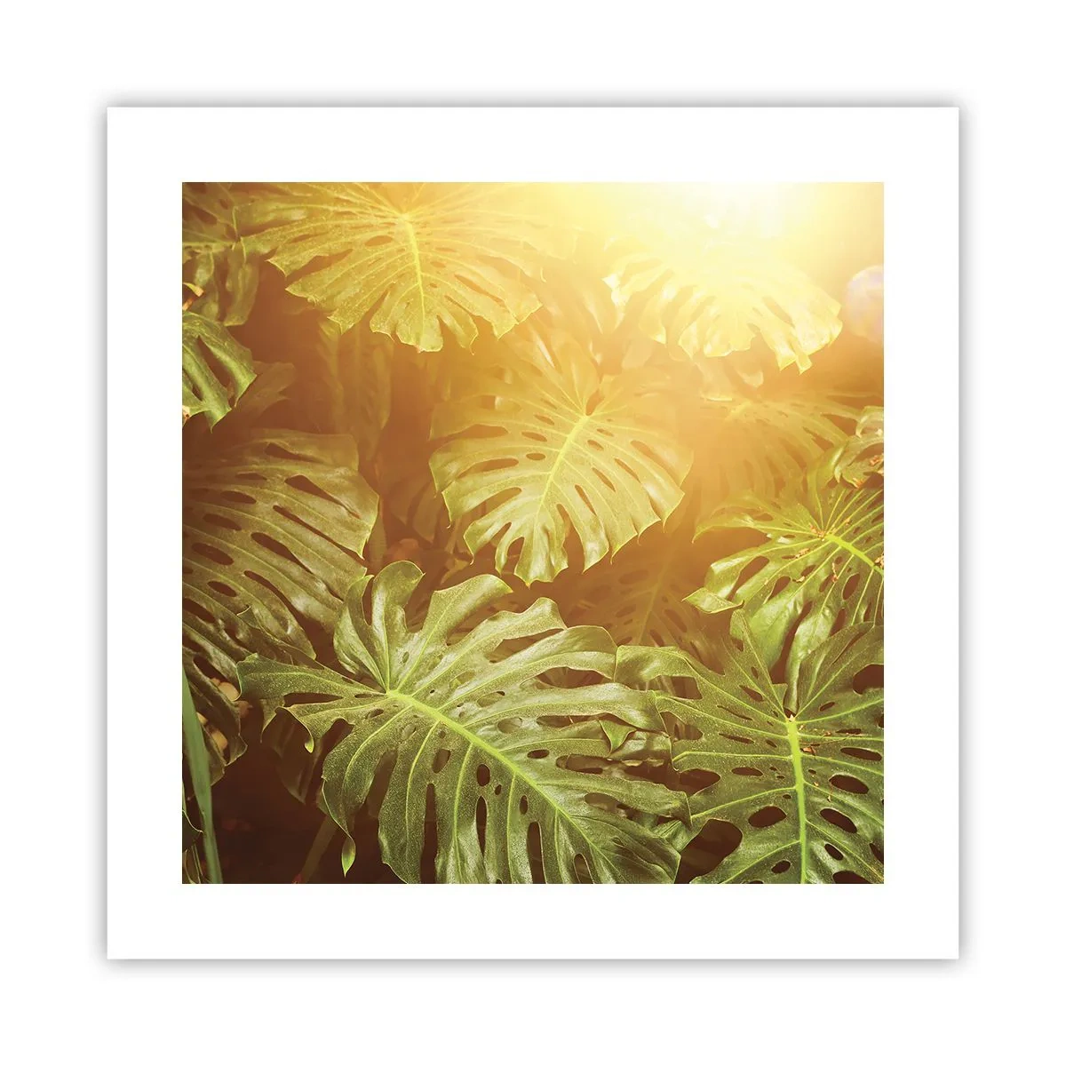 Poster - In het groen treden... - 40x40 cm