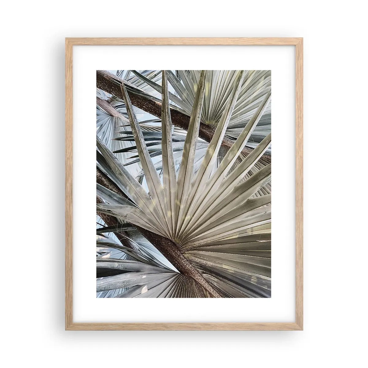 Een poster in een licht eiken lijst - Fans in de tropen - 40x50 cm