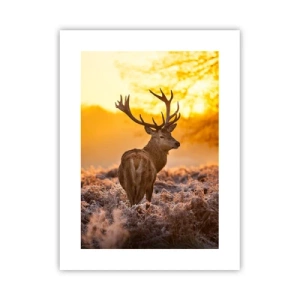 Poster - Koning van het herfstbos - 30x40 cm