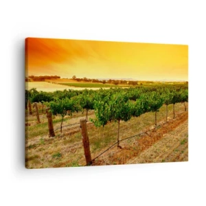 Schilderen op canvas - Wijnstokken op een plantage bij een gouden zonsondergang - 70x50cm - Neem een 