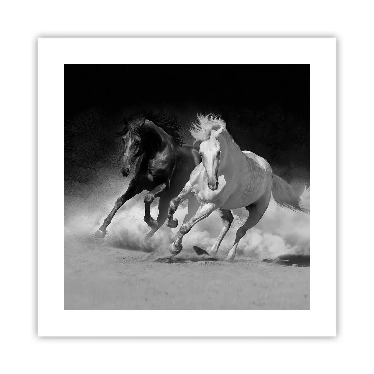 Poster - Vrijheidsgalop - 40x40 cm