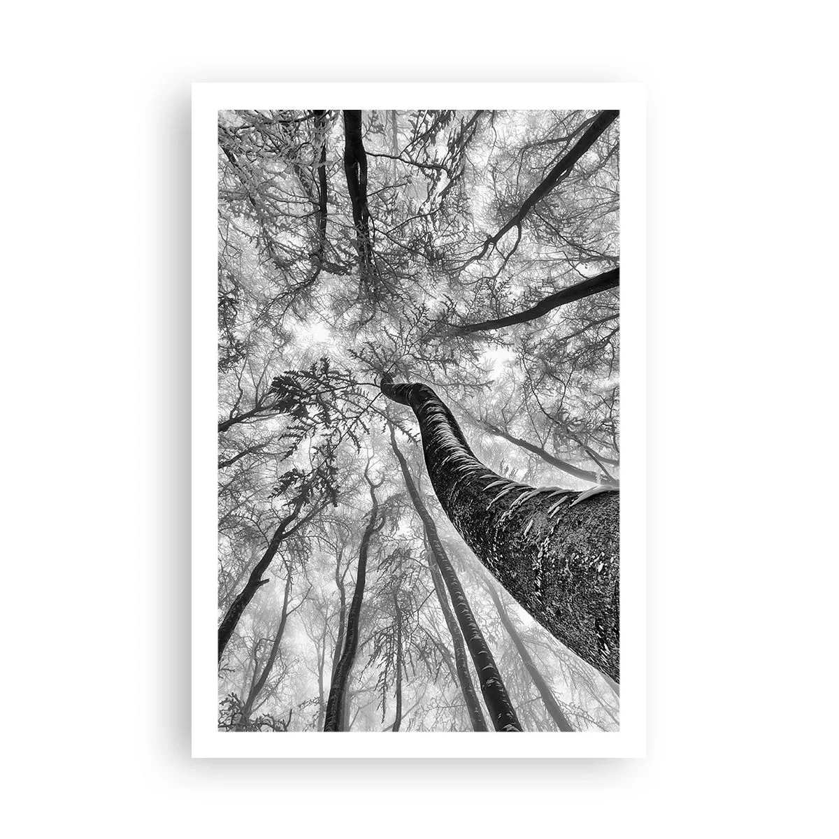 Poster - Race naar het licht - 61x91 cm