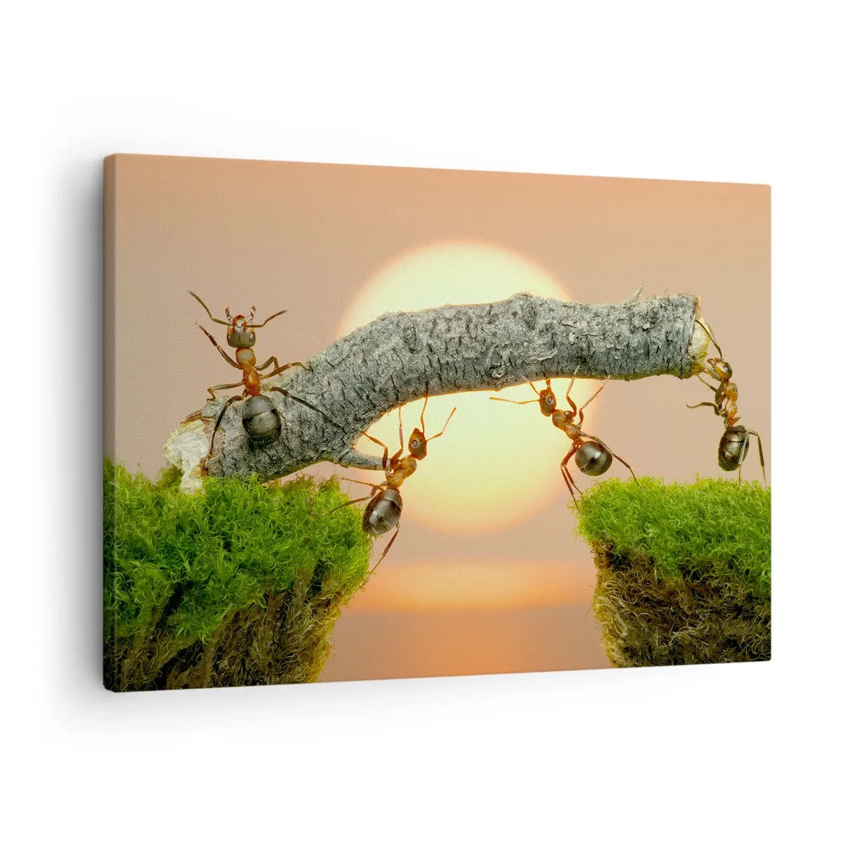 Schilderen op canvas - Mieren bouwen een brug van takken tegen de achtergrond van de ondergaande zon. - 70x50cm - Gelukkig samenwerken - Moderne wanddecoratie voor woonkamer en slaapkamer ARTTOR