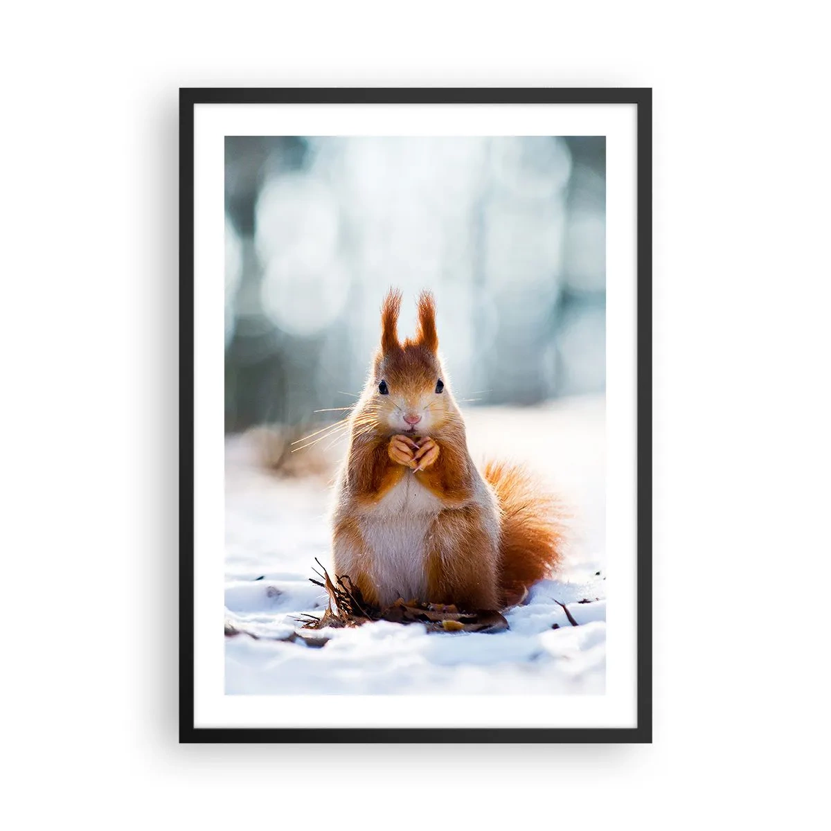 Poster in een zwarte lijst - Eekhoorn in de sneeuw in het winterbos - 50x70cm - Waar kijk je naar? - Moderne wanddecoratie voor woonkamer en slaapkamer ARTTOR