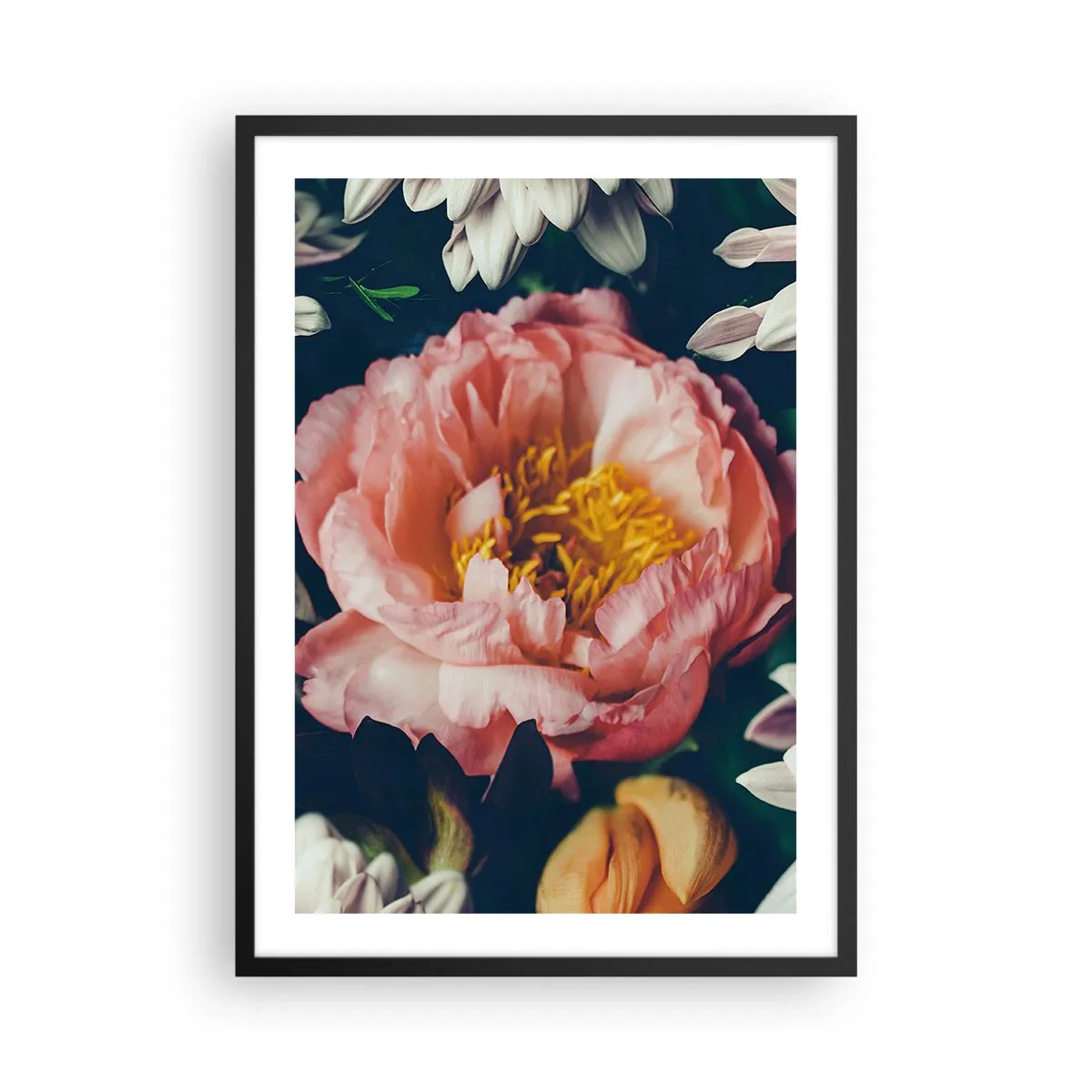 Poster in een zwarte lijst - Een roze bloem met een geel hart, omringd door andere bloemen - 50x70cm - Met barokke pracht - Moderne wanddecoratie voor woonkamer en slaapkamer ARTTOR