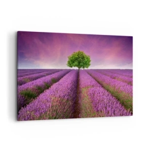 Schilderen op canvas - Op lavendelvelden - 120x80 cm