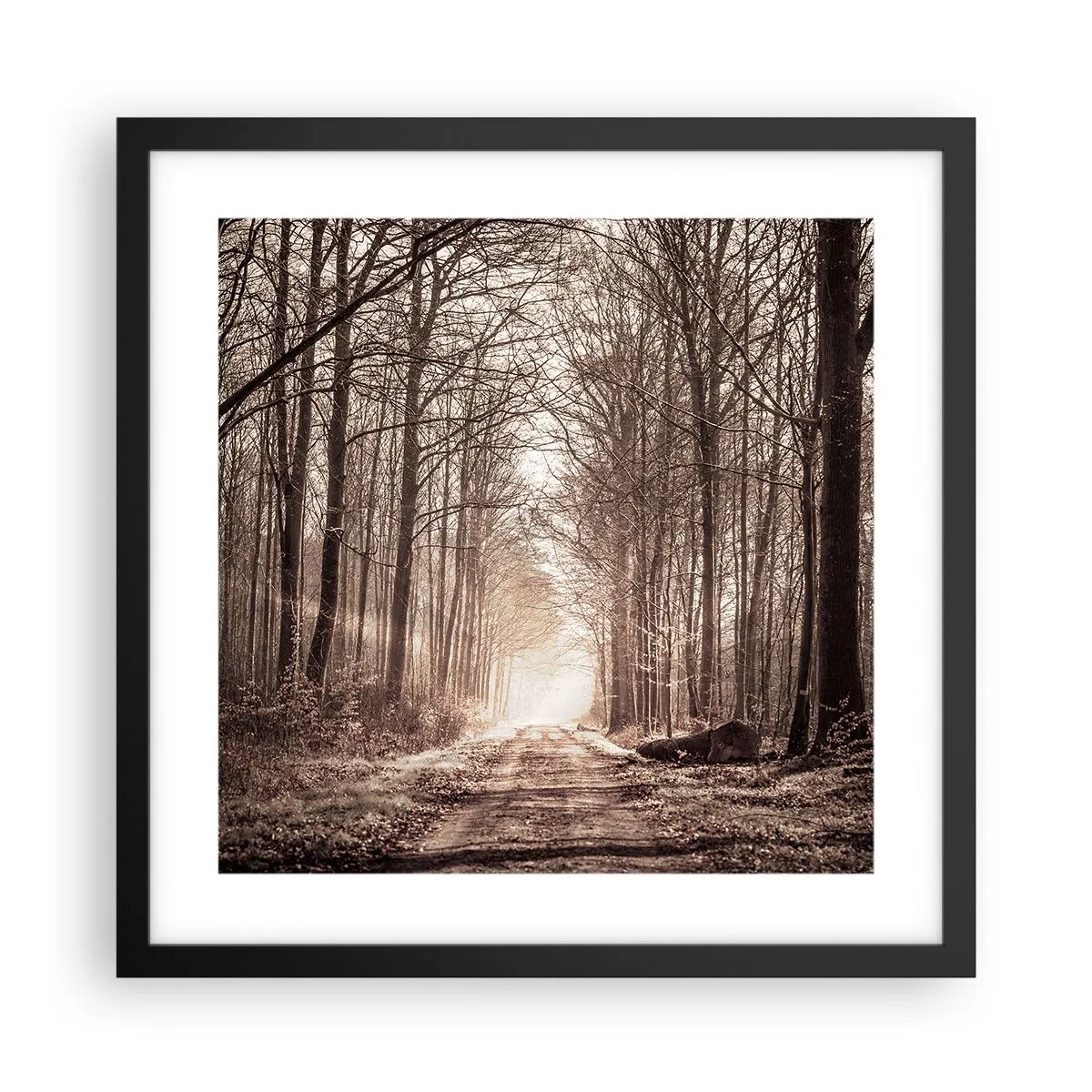 Poster in een zwarte lijst - Boskathedraal - 40x40 cm