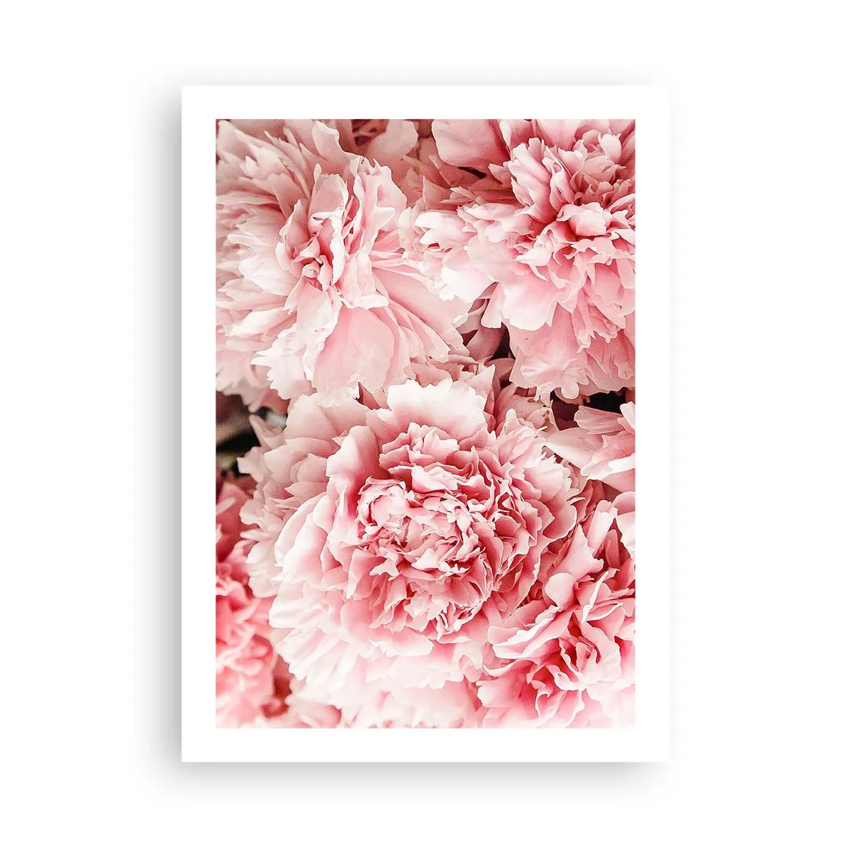 Poster - Roze droom - 50x70 cm