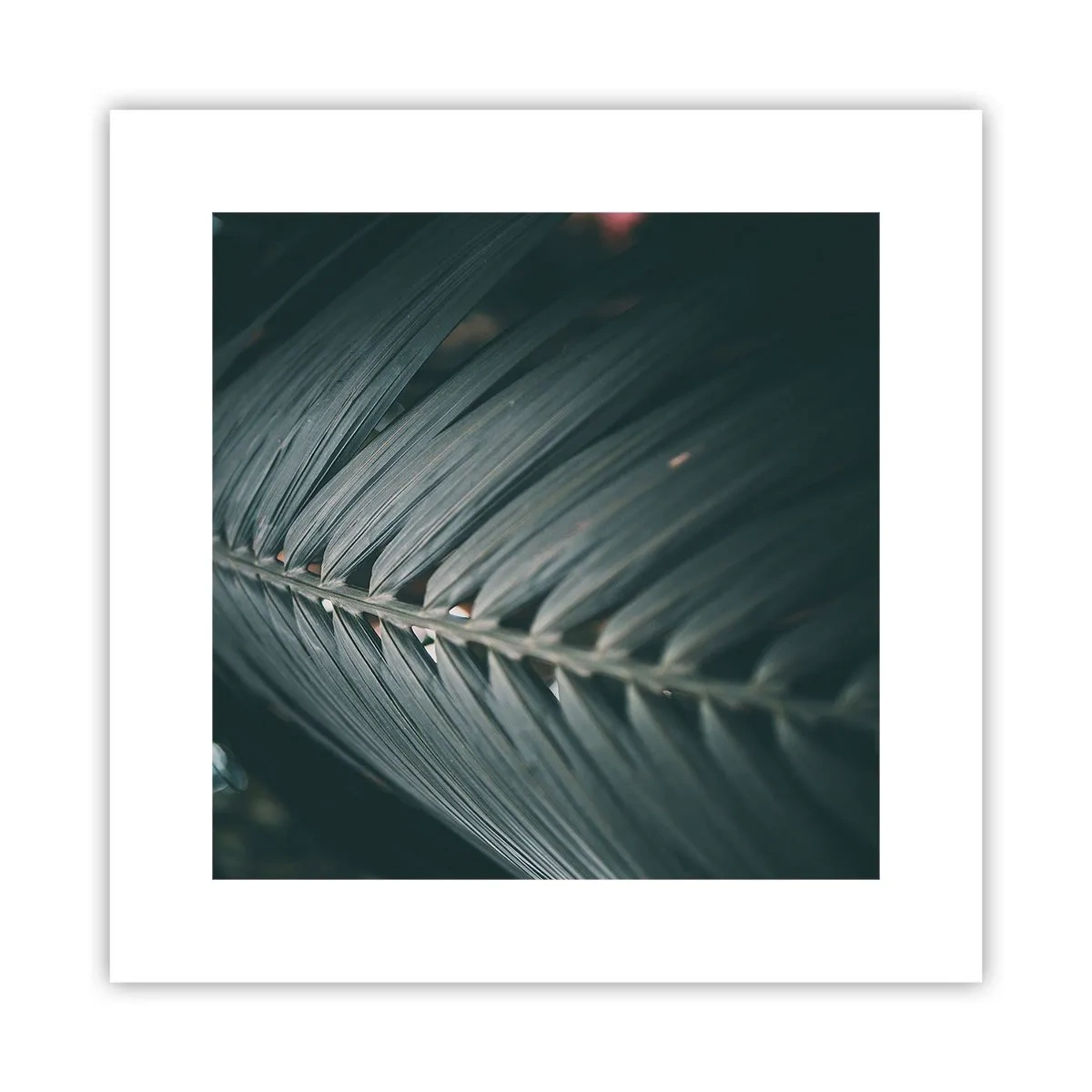 Poster - De precisie van de natuur - 30x30 cm