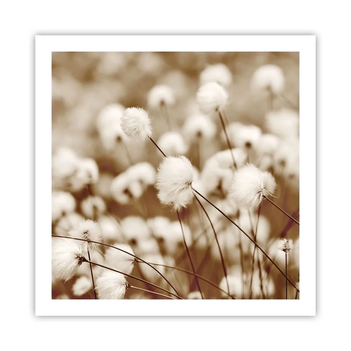 Poster - Pluizig korenveld - 60x60 cm