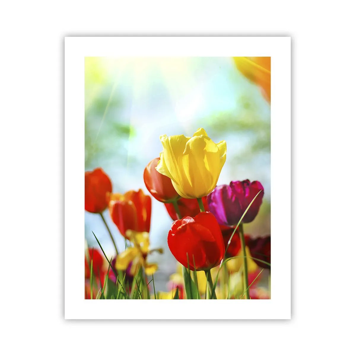Poster - Alle kleuren van de zon - 40x50 cm