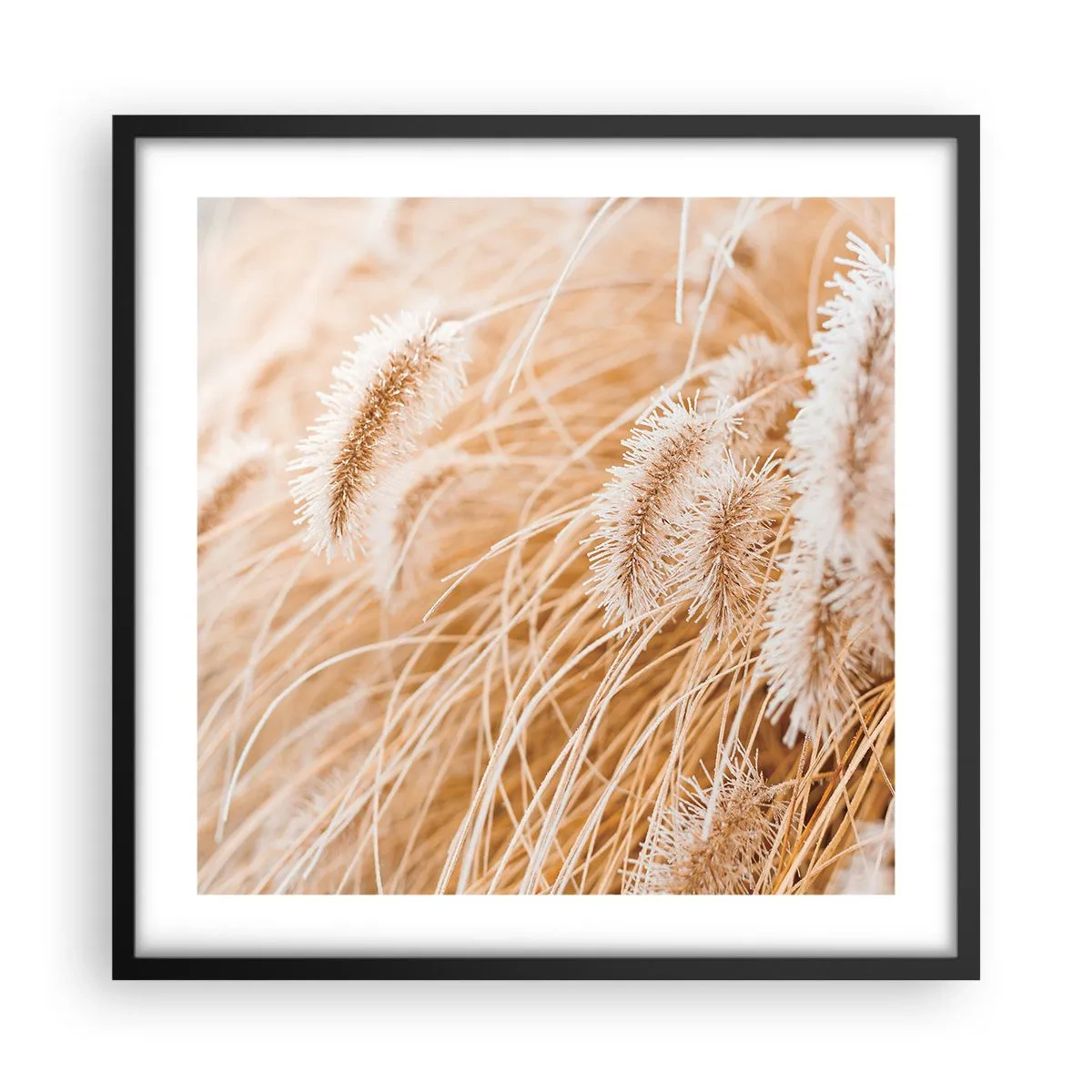 Poster in een zwarte lijst - Het gouden geritsel van het gras - 50x50 cm