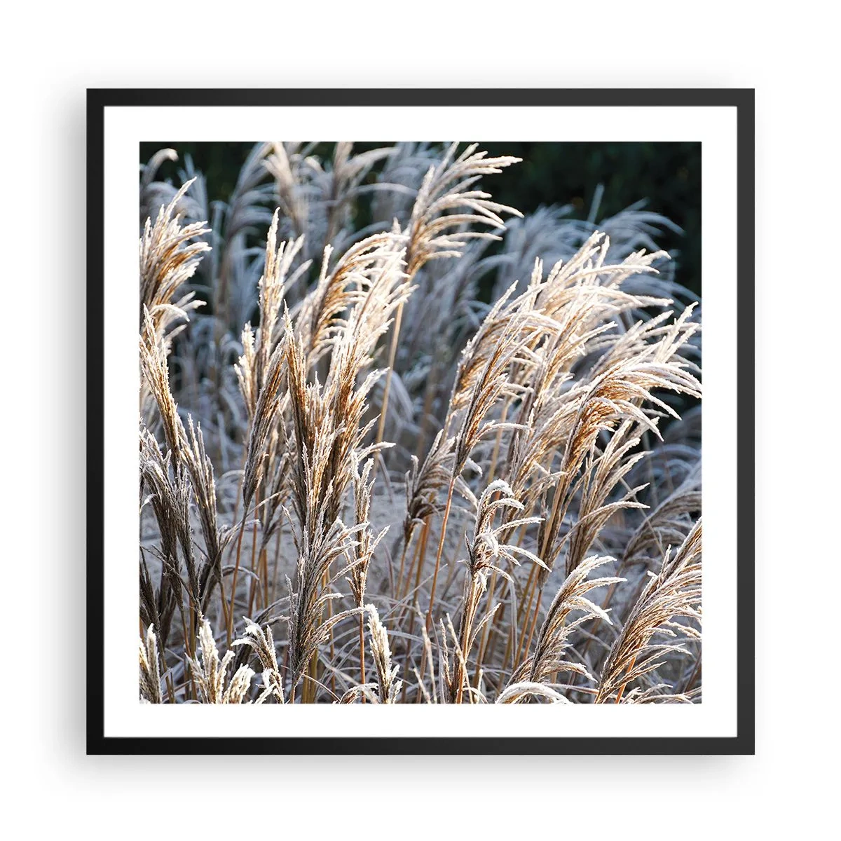 Poster in een zwarte lijst - Gekleed met vorst - 60x60 cm