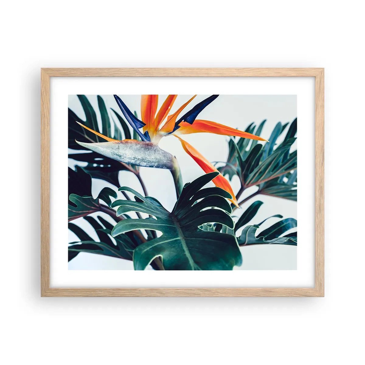Een poster in een licht eiken lijst - Vogelstruik - 50x40 cm