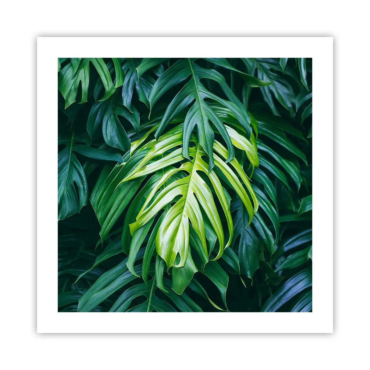 Poster - Dompel jezelf onder in de frisheid - 50x50 cm