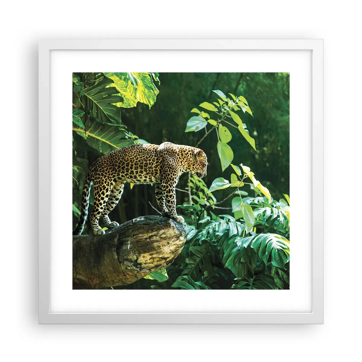 Poster in een witte lijst - Op jacht? - 40x40 cm