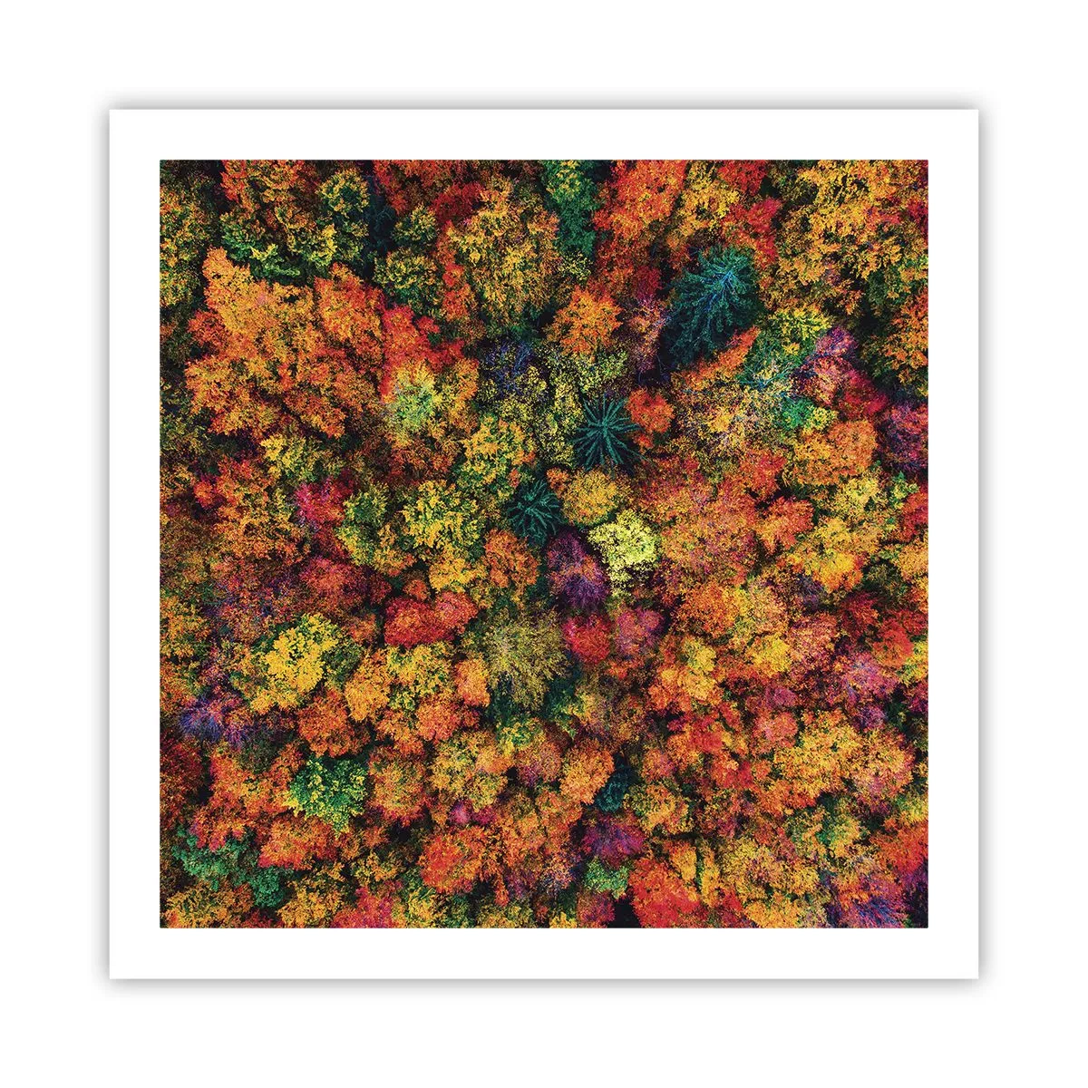 Poster - Boeket herfstbomen - 60x60 cm