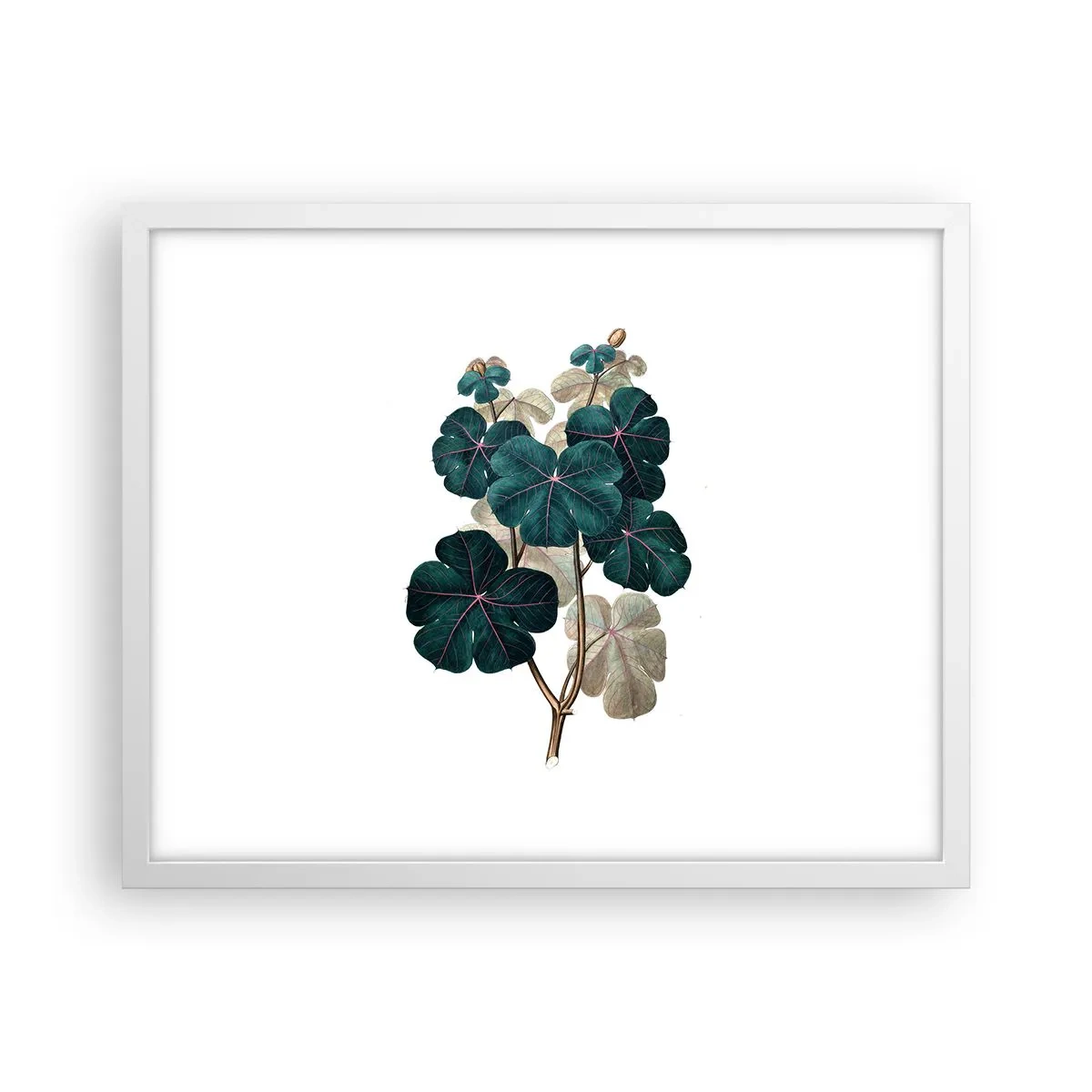 Poster in een witte lijst - Uit het oude herbarium - 50x40 cm
