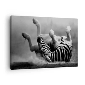Schilderen op canvas - Een zwart-witte zebra die door het zand rolt - 70x50cm - Niet alleen het paard zou lachen - Moderne wanddecoratie voor woonkamer en slaapkamer ARTTOR