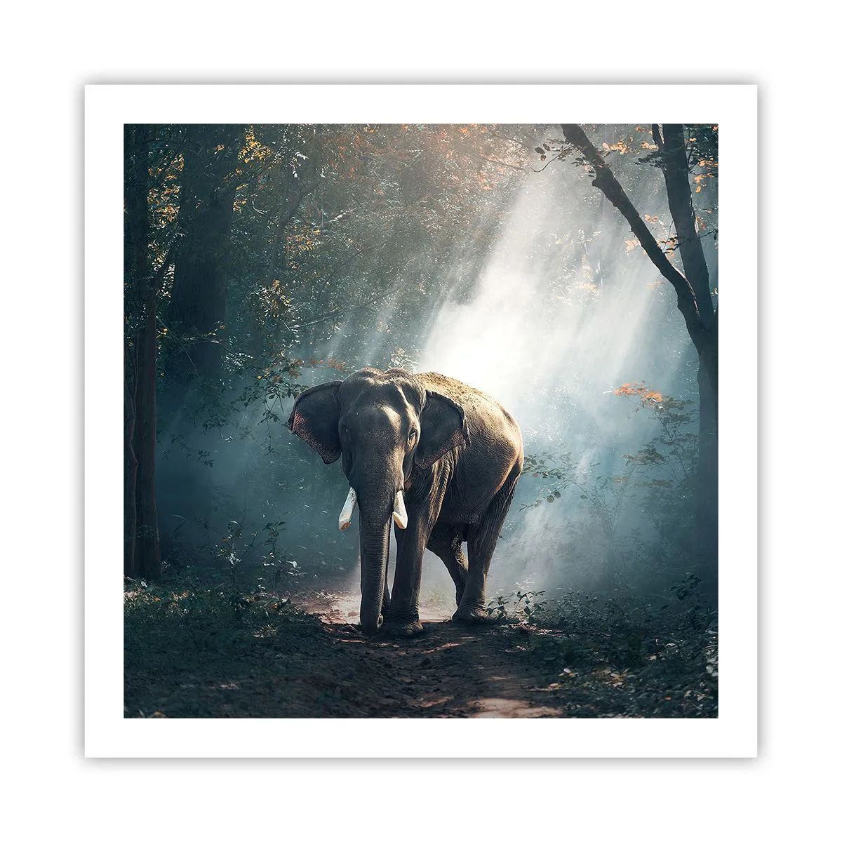 Poster - Een ontspannen wandeling - 60x60 cm