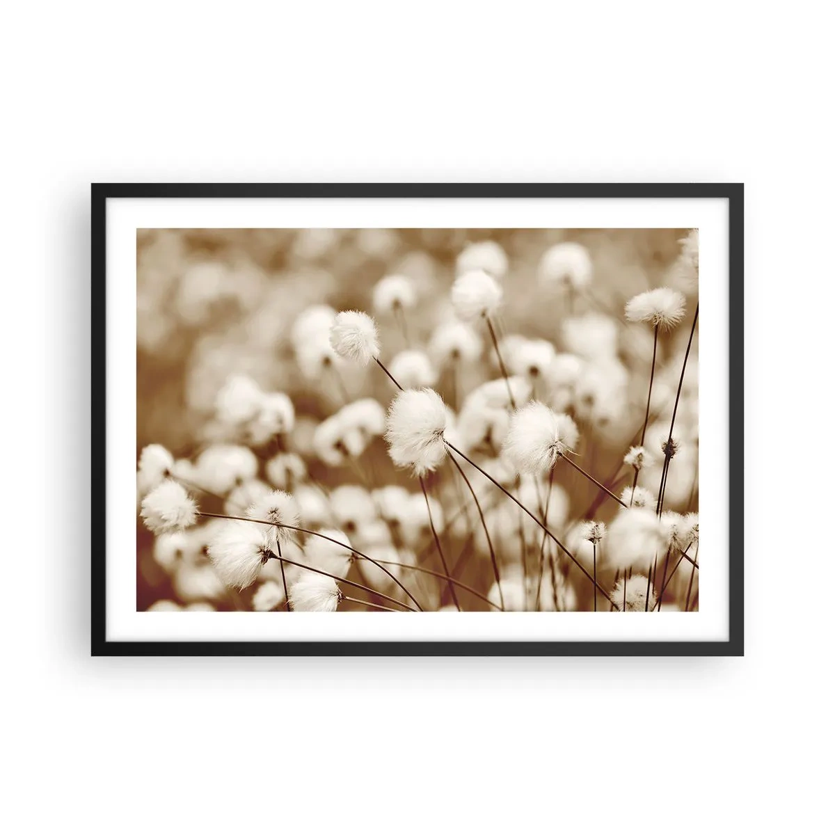 Poster in een zwarte lijst - Pluizig korenveld - 70x50 cm