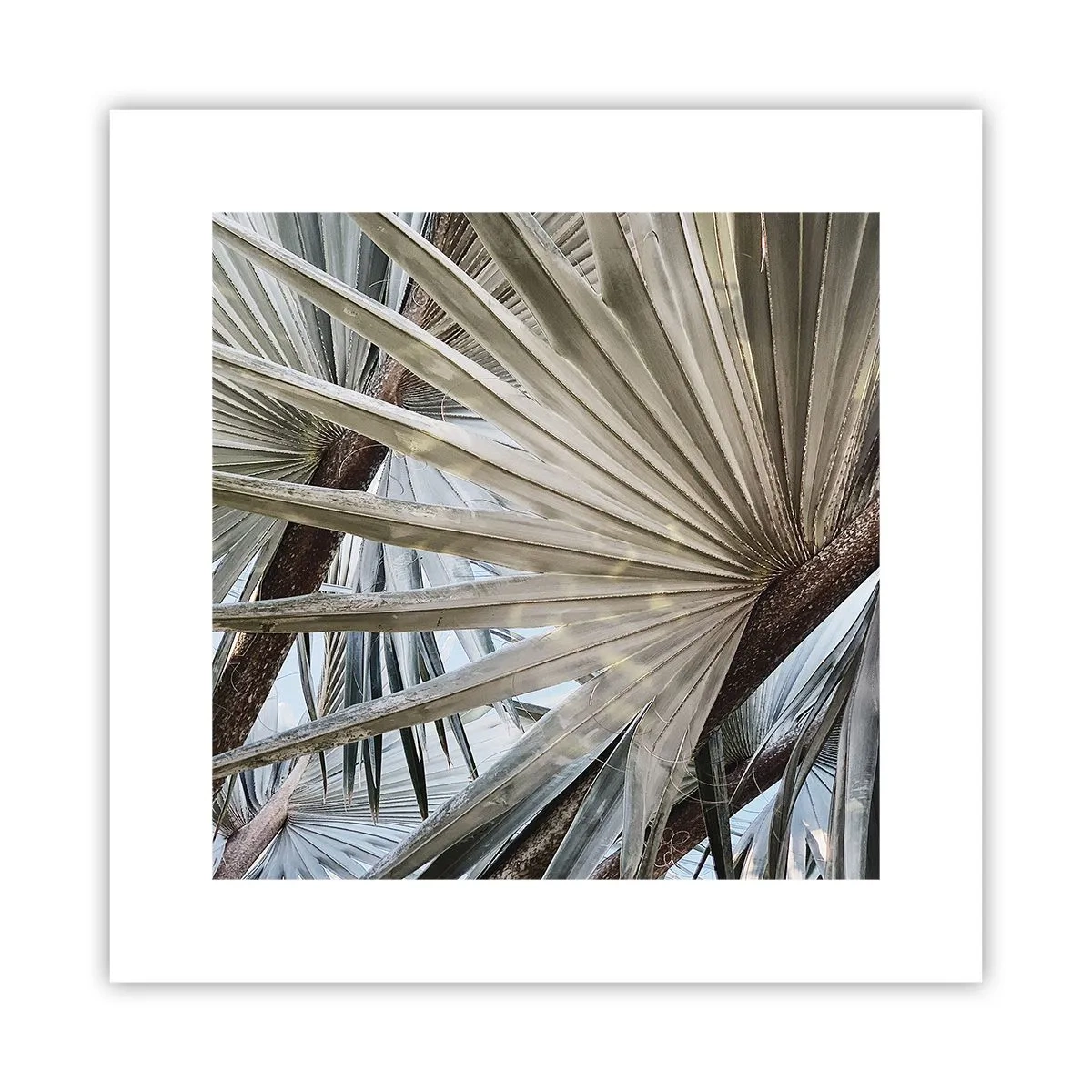 Poster - Fans in de tropen - 30x30 cm