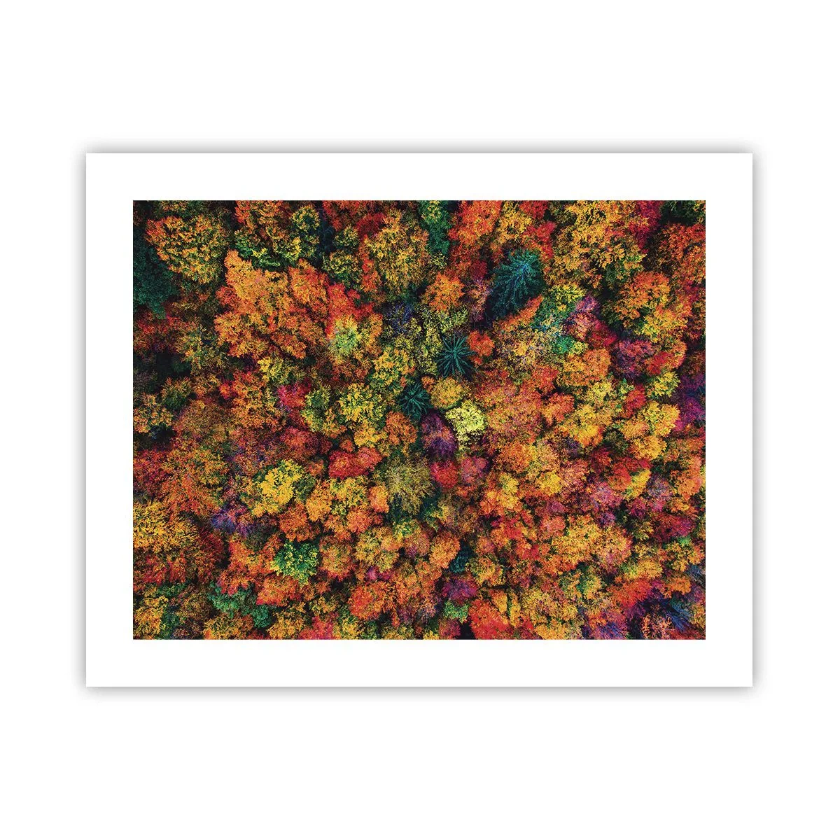Poster - Boeket herfstbomen - 50x40 cm