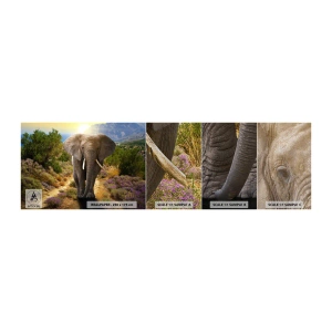 Fotobehang Monster Premium Canvas - Zo zag Eden eruit - Dieren, Olifant, Safari - 100x30 cm