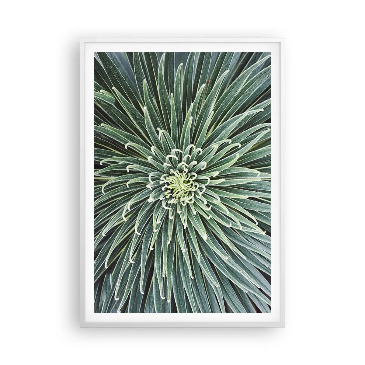 Poster in een witte lijst - Een ster is geboren - 70x100 cm