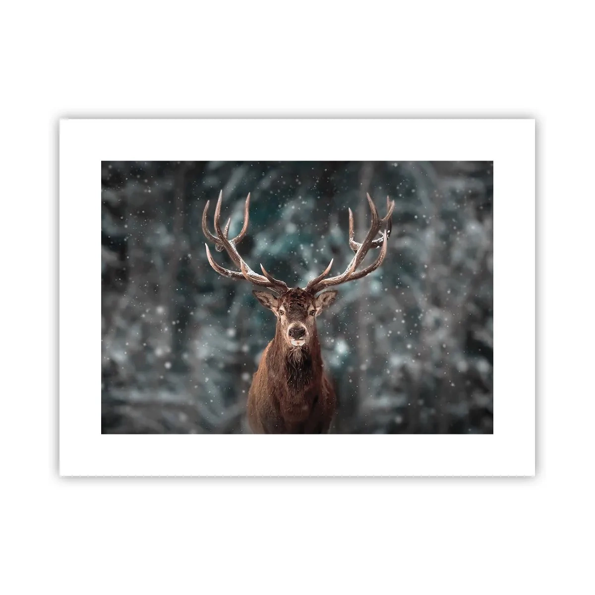 Poster - Gekroond tot koning van het bos - 40x30 cm