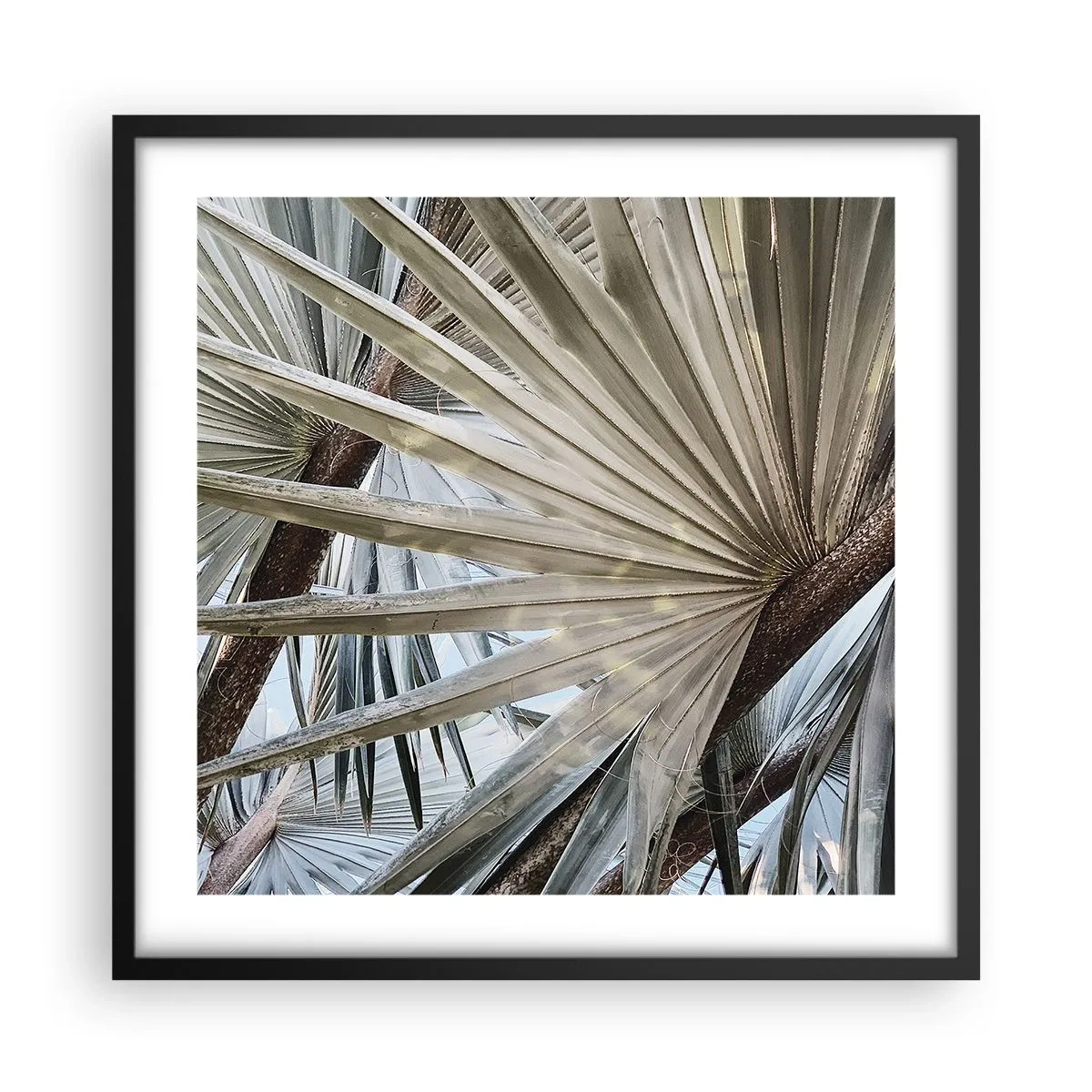 Poster in een zwarte lijst - Fans in de tropen - 50x50 cm