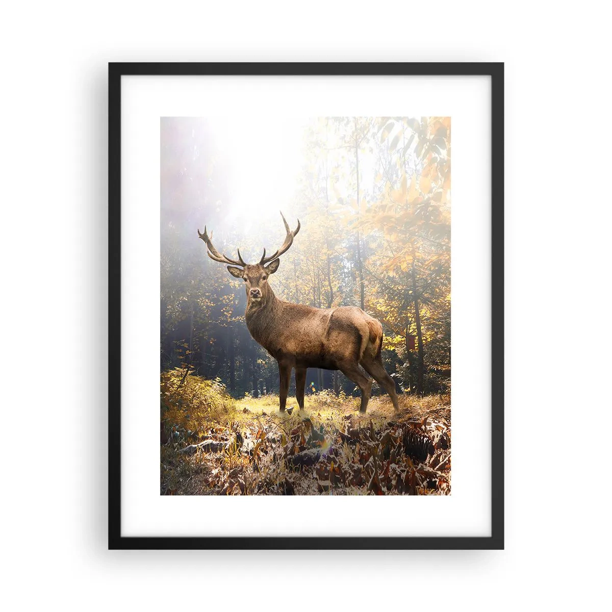 Poster in een zwarte lijst - In volle majesteit - 40x50 cm