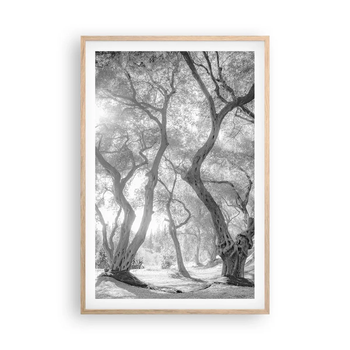 Een poster in een licht eiken lijst - In de olijfboomgaard - 61x91 cm