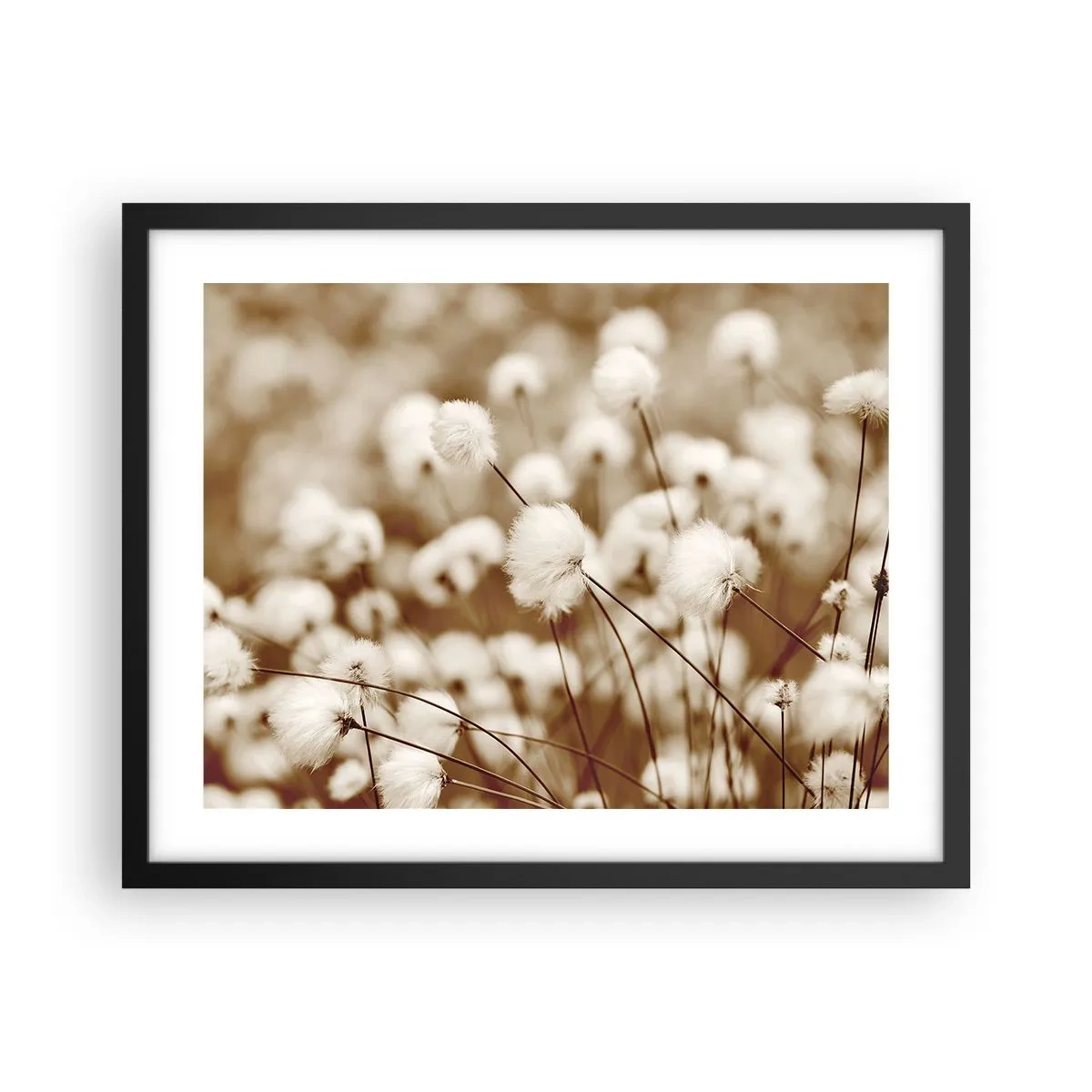 Poster in een zwarte lijst - Pluizig korenveld - 50x40 cm