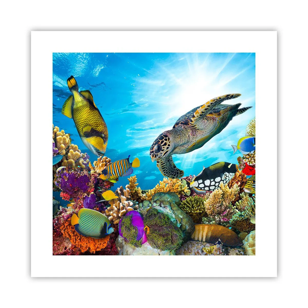 Poster - Koraalpromenade - 40x40 cm