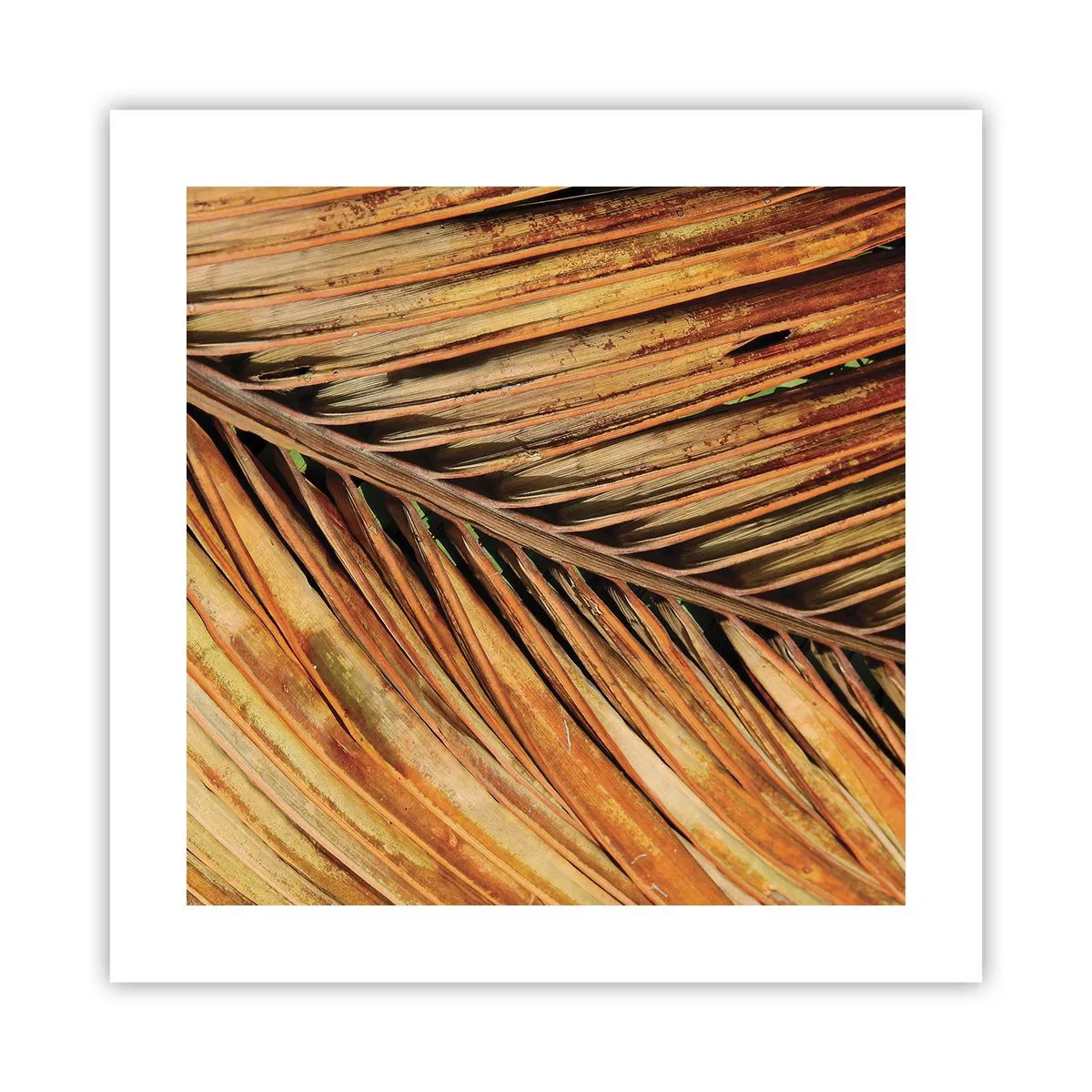 Poster - Kokos goud - 40x40 cm