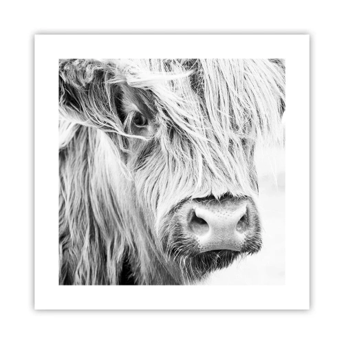 Poster - Schotse wildheid - 40x40 cm